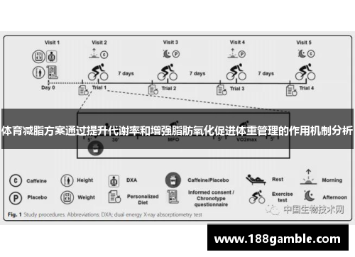 体育减脂方案通过提升代谢率和增强脂肪氧化促进体重管理的作用机制分析